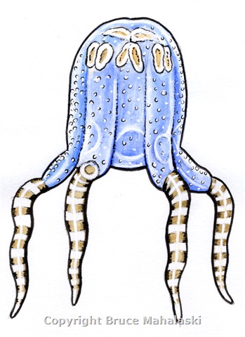 051 - Jellyfish - Picture 1